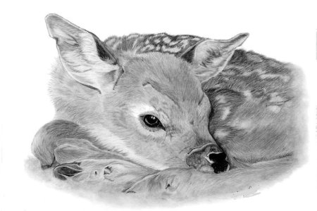 Рисунки животных карандашом