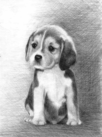 Рисунок собаки карандашом для срисовки
