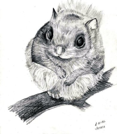 Животные карандашом