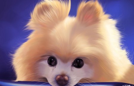 Няшные собаки