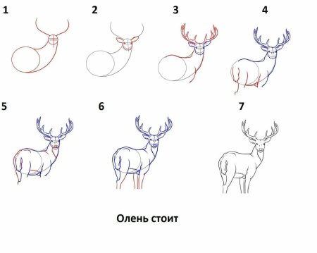 Поэтапное рисование оленя карандашом
