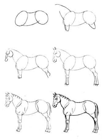 Белка этапы рисования