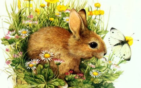 Иллюстрация животных и растений