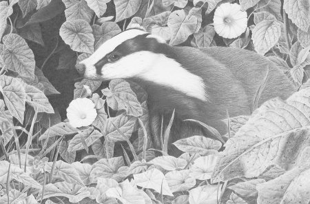 Животные летом