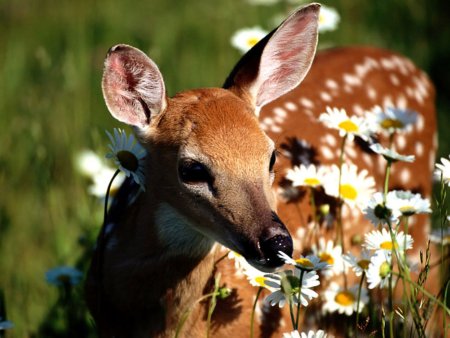 Алмазная мозаика Ежик