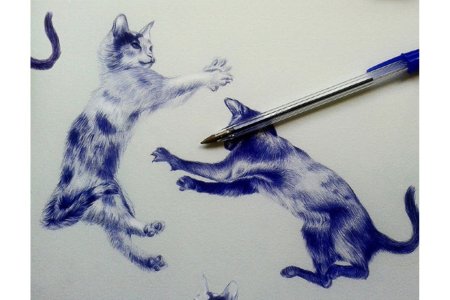 Кот шариковой ручкой