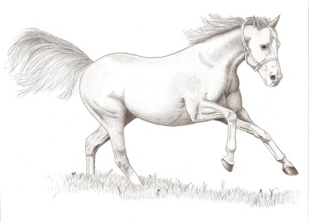 Лошадь рисунок