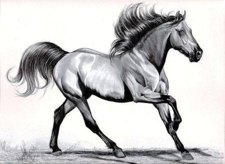 Лошадь рисунок