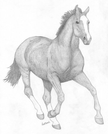 Рисунки животных карандашом