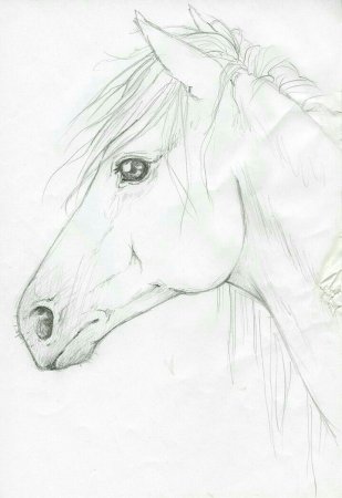 Лошадь рисунок карандашом