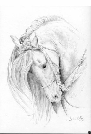Лошадь рисунок карандашом