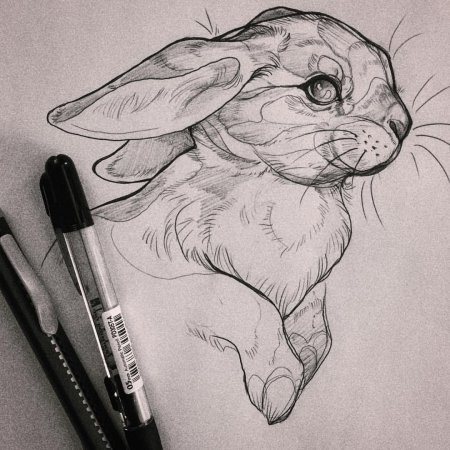 Рисунки животных карандашом