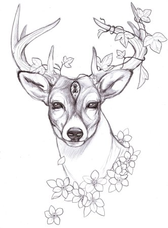 Олень для срисовки