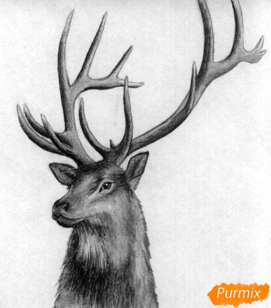 Нарисовать оленя