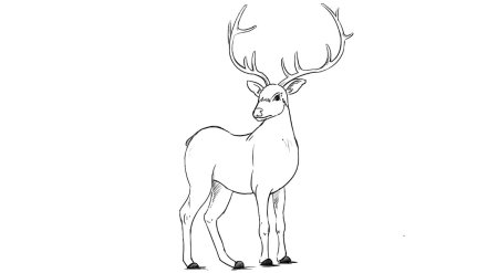 Рисунок оленя для срисовки