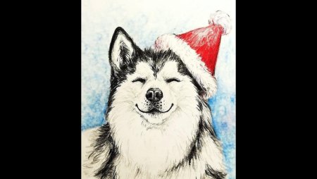 Хаски рисунок карандашом