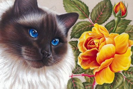 Ирина Гармашова коты