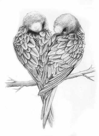 Рисунки птиц для срисовки