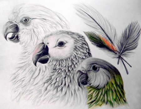 Рисунки карандашом животные