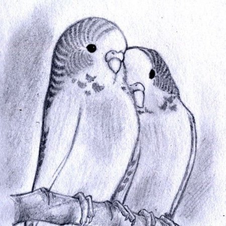 Рисунки карандашом любовь животных