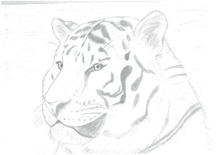Амурский тигр карандашом