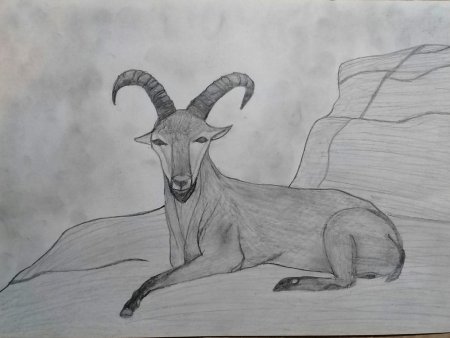 Животные из красной книги рисунки