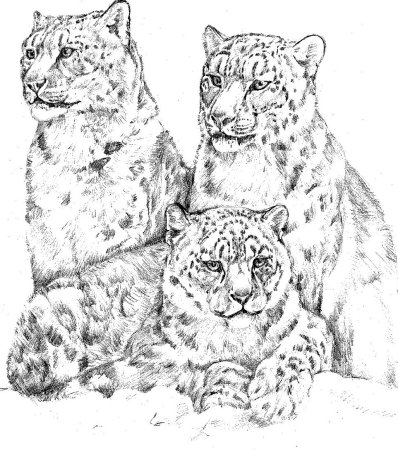 Животные красной книги рисовать