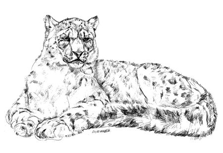 Панда рисунок карандашом