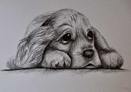 Портрет кошки карандашом