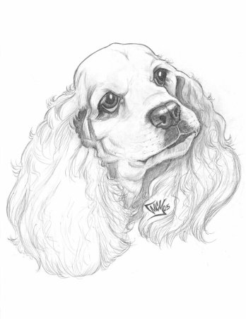 Поэтапное рисование тигра