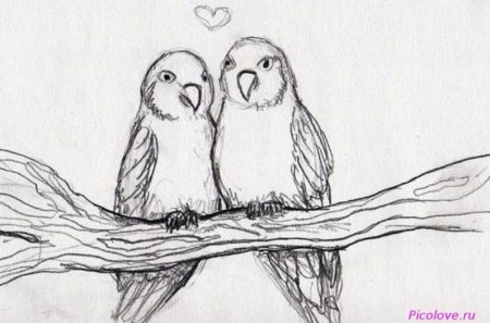 Рисунки птичек для срисовки