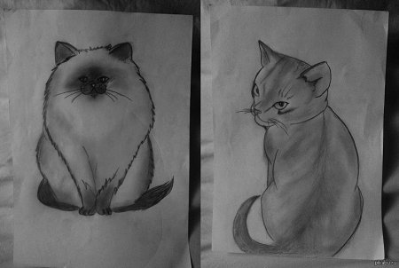 Рисунок Совы карандашом для срисовки