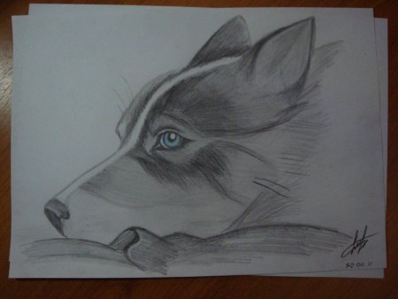 Дельфин рисунок карандашом