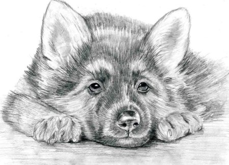 Рисунки для срисовки