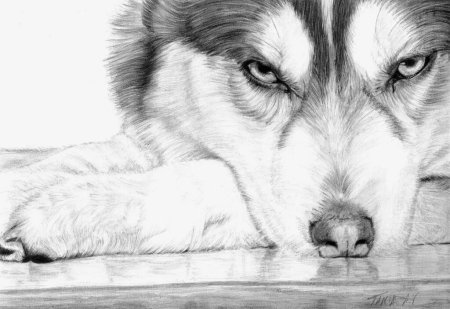 Рисунки карандашом природа и животные
