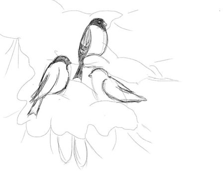 Снегирь рисунок карандашом