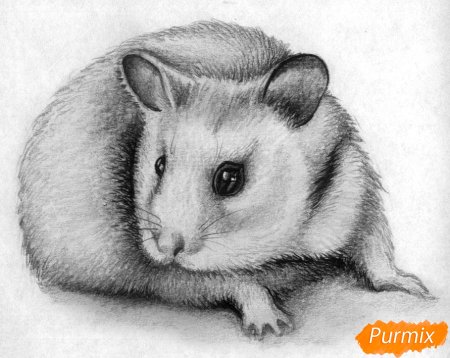 Рисунок хомяка для срисовки легкий