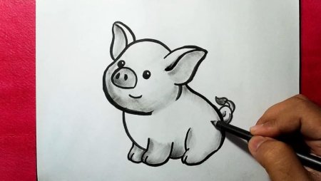 Свинки для срисовывания