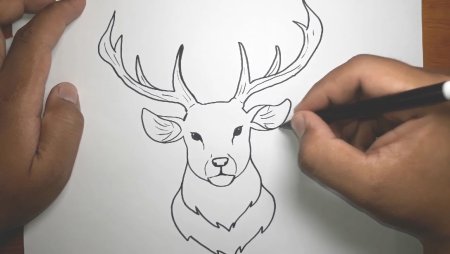 Как нарисовать оленя