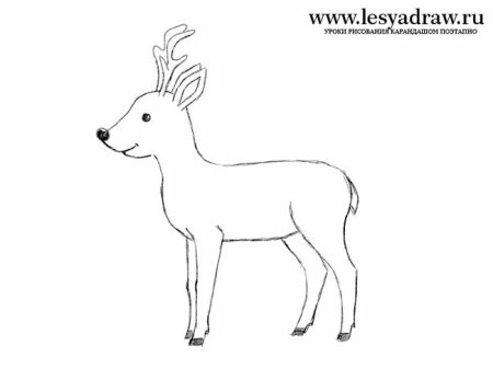 Нарисовать оленя легко