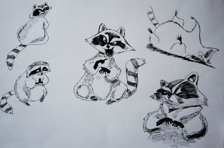 Поэтапный рисунок енота