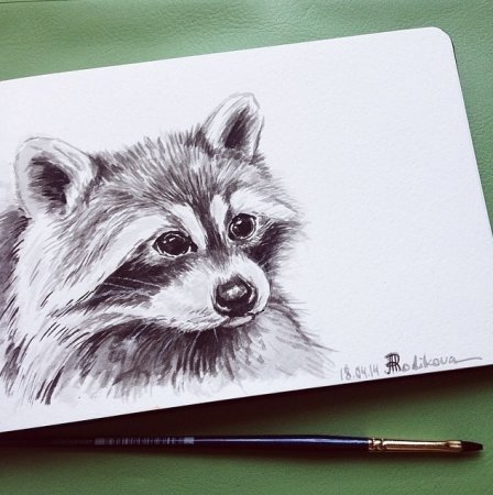 Енотик рисунок карандашом
