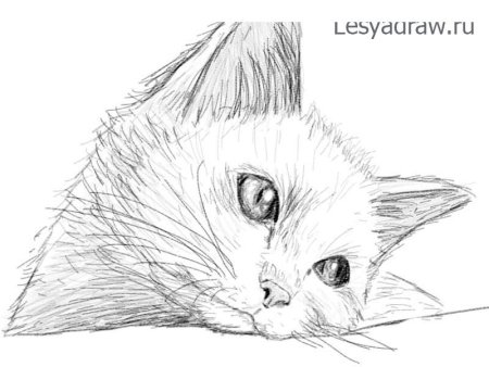 Котята карандашом для начинающих