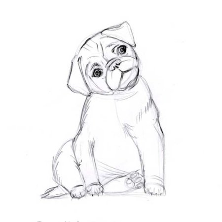 Как нарисовать собаку МОПСА поэтапно