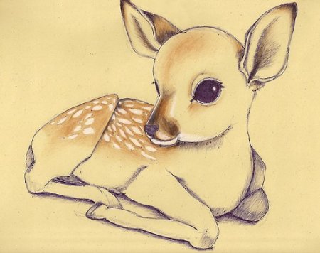 Рисунки для срисовки животные