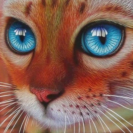 Кошка с красивыми глазами