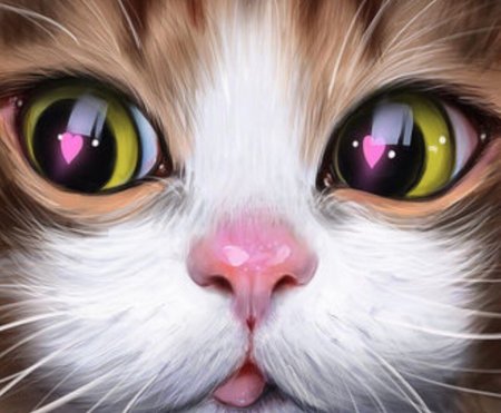 Милая мордочка кота
