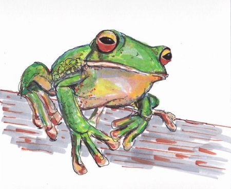 Обои с лягушками