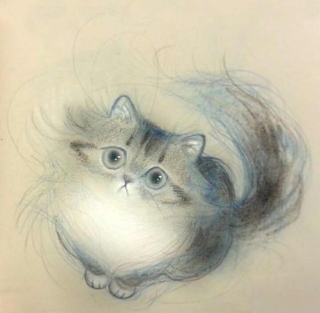 Милый котик карандашом