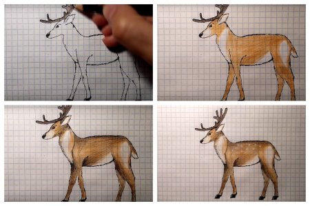 Этапы рисования оленя